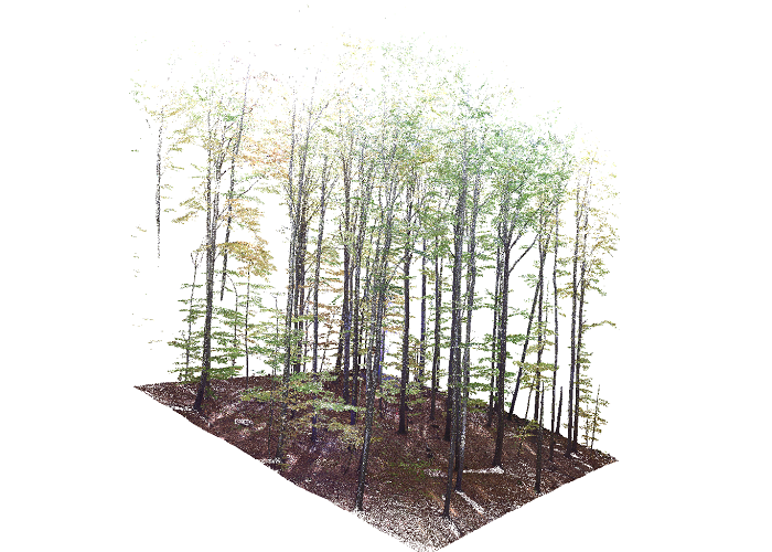 Forest scan